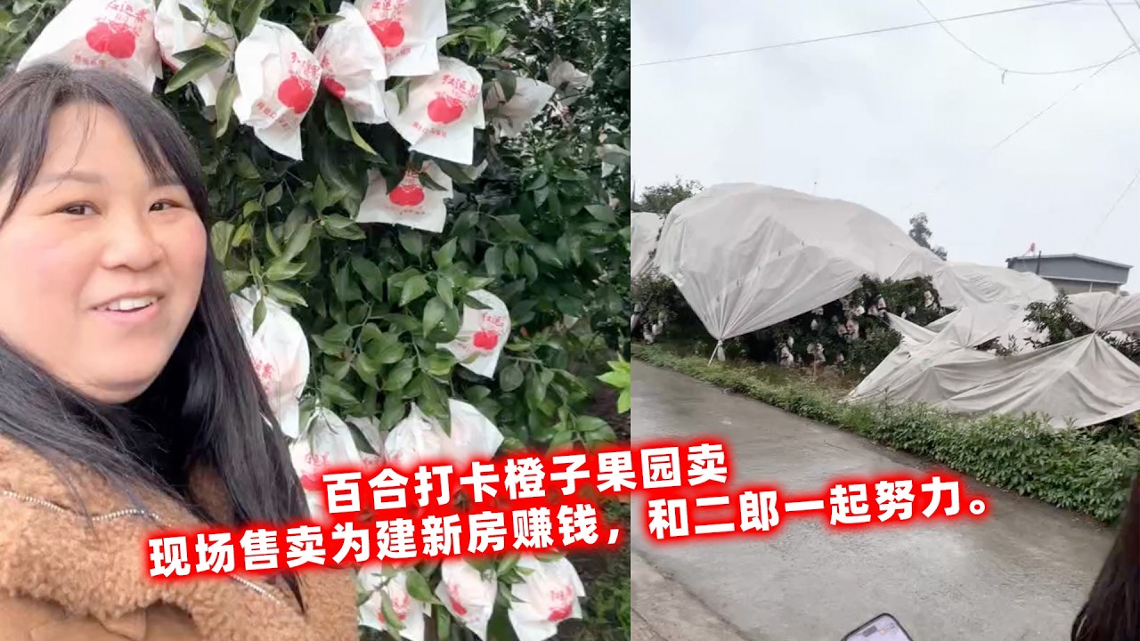百合打卡橙子果园卖，现场售卖为建新房赚钱，和二郎一起努力。