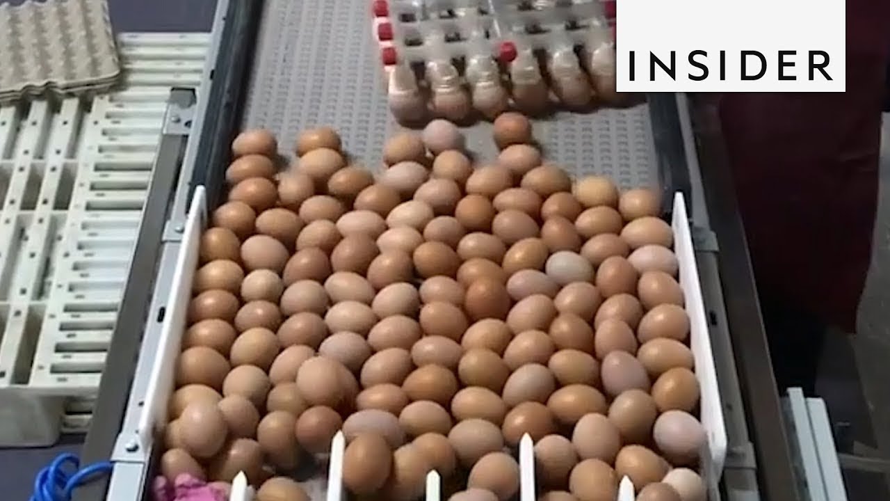 How Eggs Are Packaged