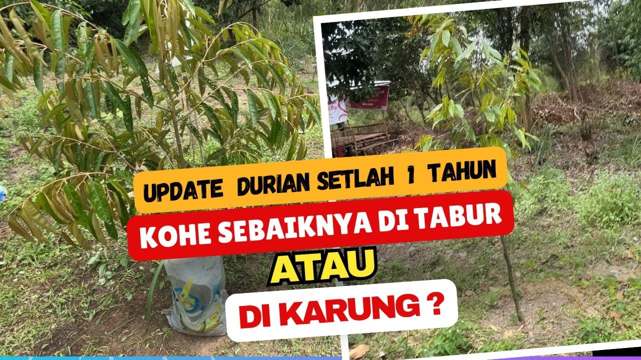 Pertumbuhan Durian 1 tahun yang di Beri Pupuk Kohe Sistem Tabur dan Letak dalam Karung