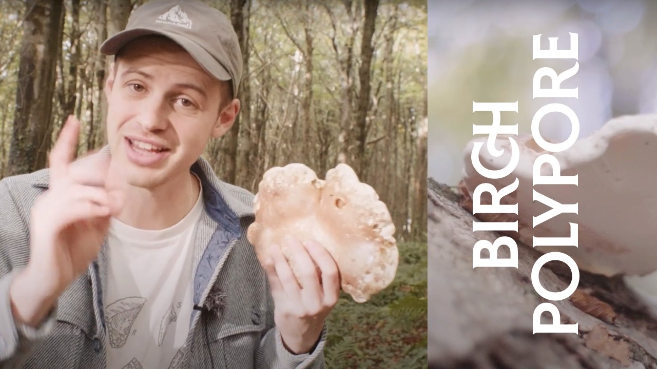Birch Polypore Mushroom: Nature’s Immune Booster