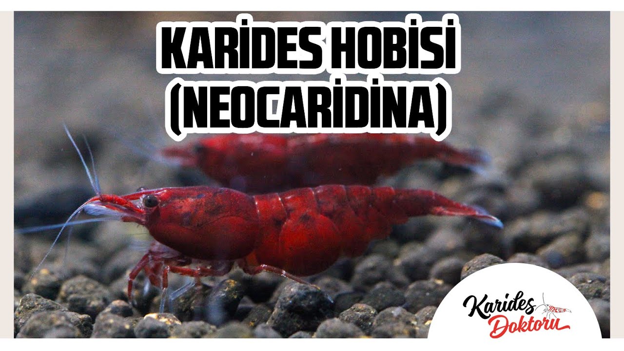SIFIRDAN KARİDES HOBİSİ (NEOCARİDİNA)
