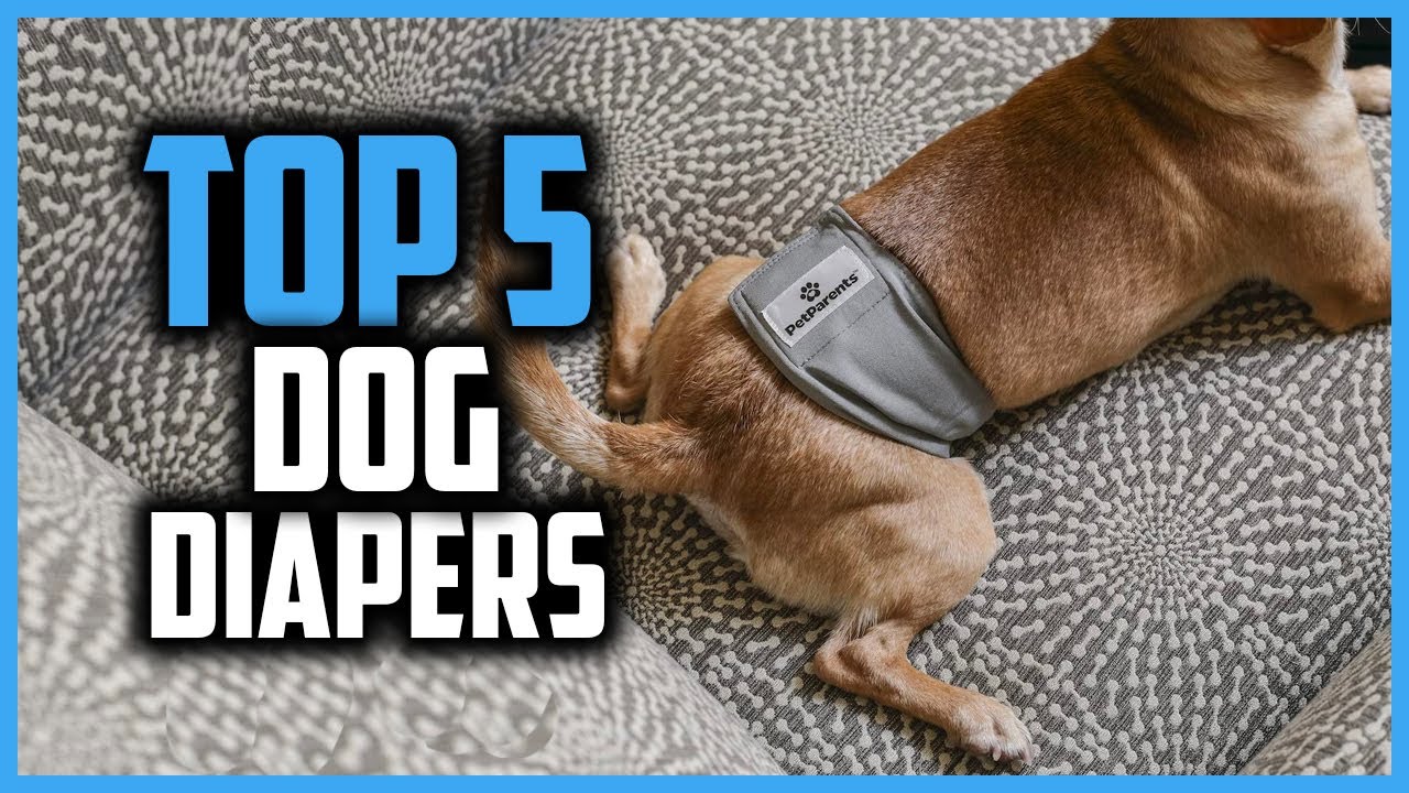 ✅ Top 5 Best Dog Diapers Of 2024