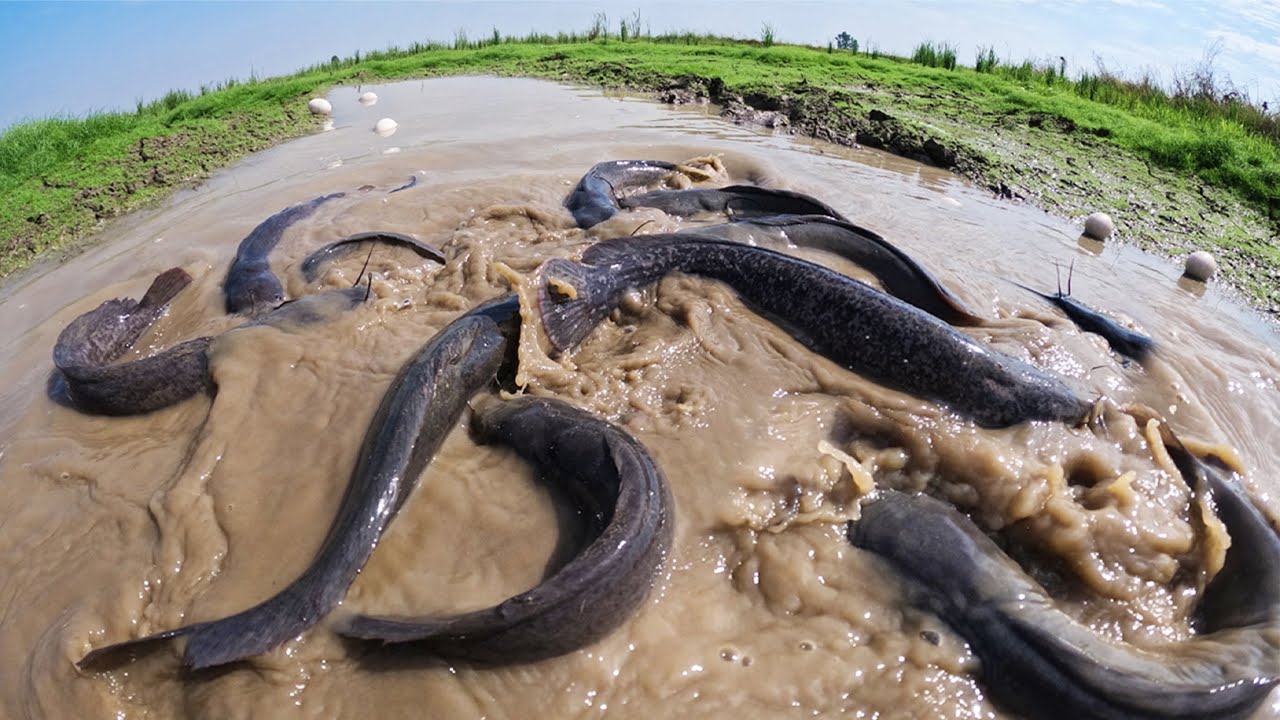 Amazing Fishing - Fisherman catch a lot of fish in meadow in shallow water and pick duck eggs