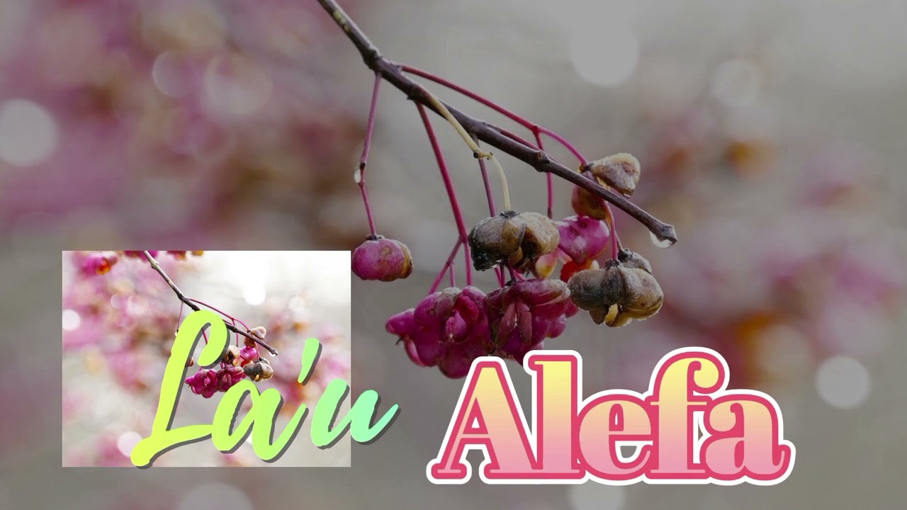 La'u Alefa (Le Nifoloa Musik)