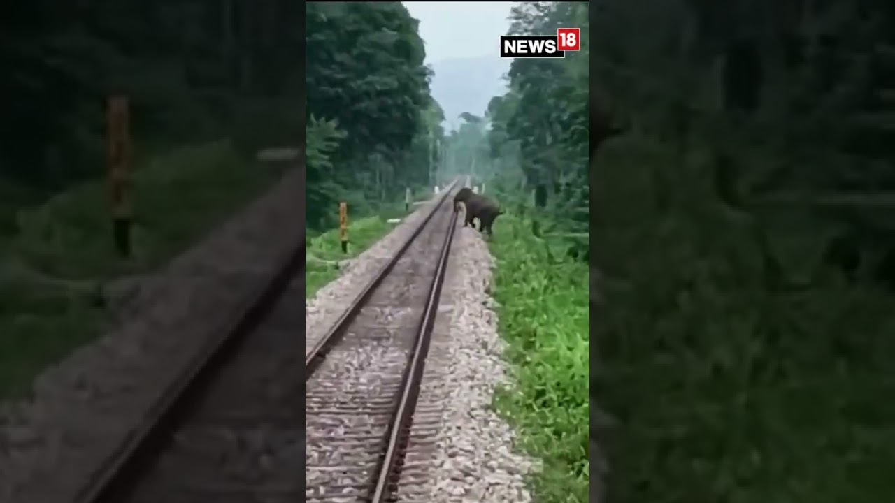 Elephant Saved After A Train Driver Noticed It Crossing Track | Latest | #Shorts | CNN News18