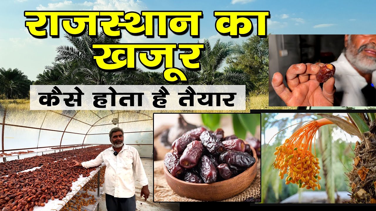 राजस्थान में खजूर और अंजीर का बाग । खजूर कैसे होता है तैयार