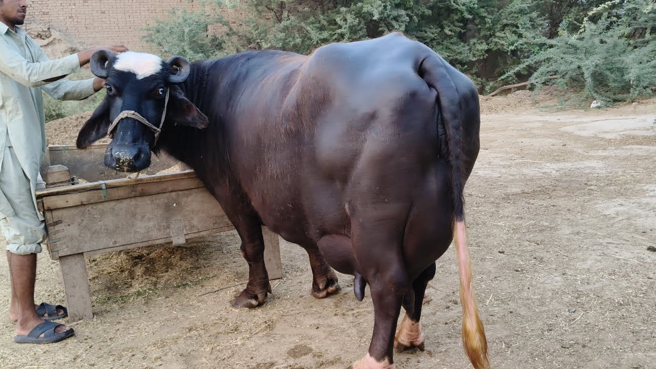 ظفرعلی بلوچ 404گ ب|3ٹاپ کلاس بھینسیں فروخت19 جون Pure Nili  Ravi Buffalo For Sale on Eitfaaq