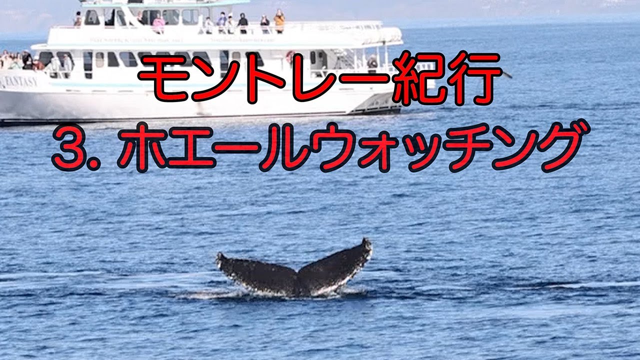 モントレー紀行  3.ホエールウォッチング