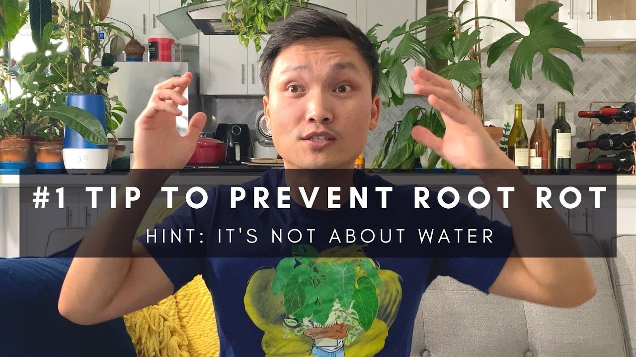 #1 tip to prevent root rot (hint: it&rsquo;s not about water) | Pro houseplant care tip | Ep 131
