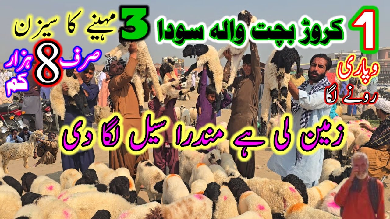 Dera ghazi khan mundra chatra mandi latest video زمین لی ہے مندرا سیل لگا دی ustad nadir baloch farm