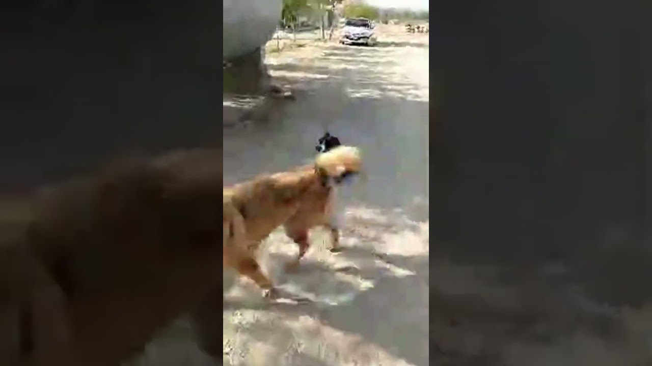 لایو از پناهگاه در تاریخ ۱۴ شهریور/Vafa Animal Shelter - Hashtgerd Friday Sep. 05, 2025
