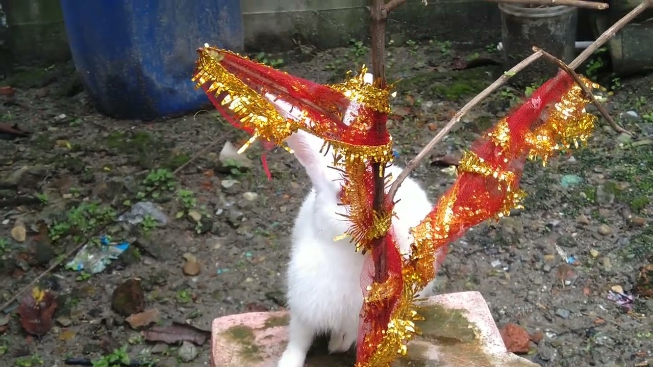 cute rabbit 🥰🥰 ki badmashi #bunny #viral #petrabbit #delyvideo #khargosh #funny #petanimals