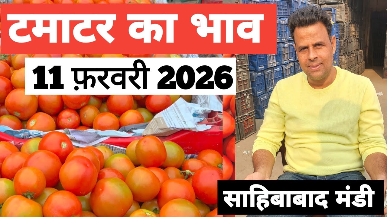 11 February 2026🍅टमाटर का भाव साहिबाबाद मंडी |today tomato rates #tamatar #mandirates #delhimandi 