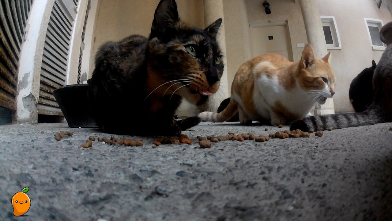 LIVE! Feeding Hungry Cats Meowing & Eating ASMR