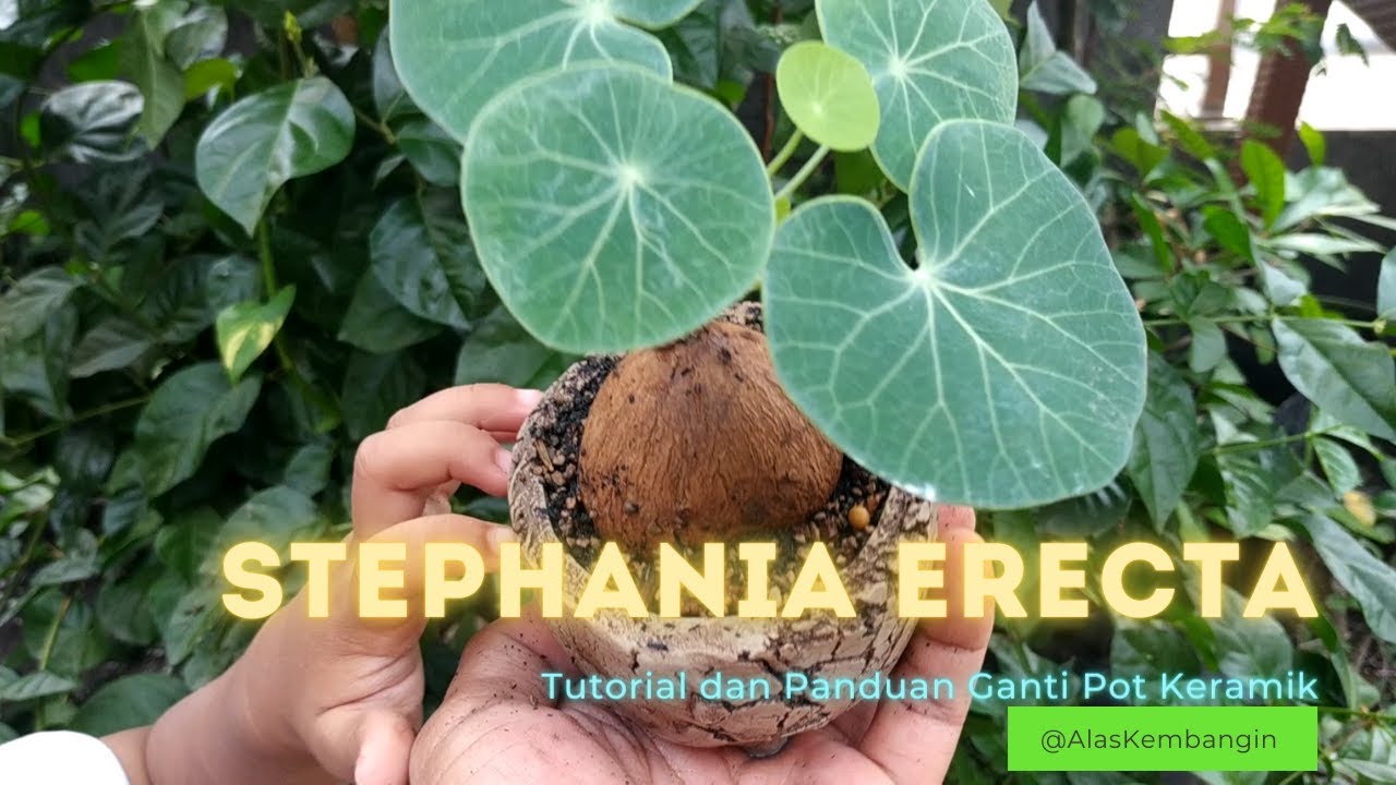 Cara Ganti Pot Tanam Stephania Erecta