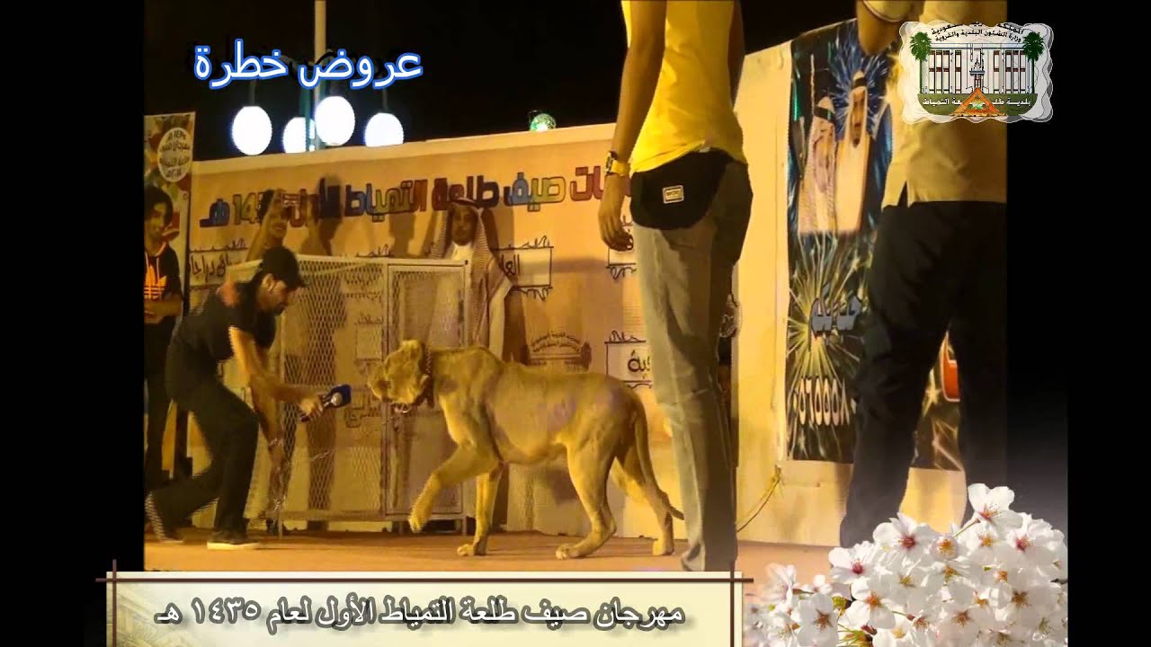 مهرجان صيف طلعة التمياط