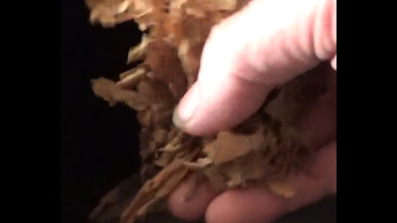 Tobacco Shredder Made from a Paper Shredder #tobacco #tobaccotalk #shredder #garden #homegardening