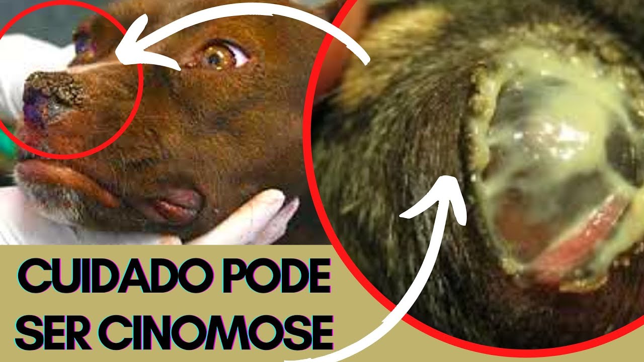 ACABE COM A REMELA E SECREÇÃO NOS OLHOS DO SEU CACHORRO - DICAS PARA ENTENDER O QUE FAZER