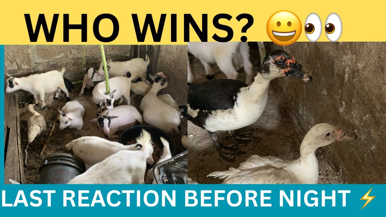🎯 Who Wins Before Dark? 🌙🐐🦆 (Live)