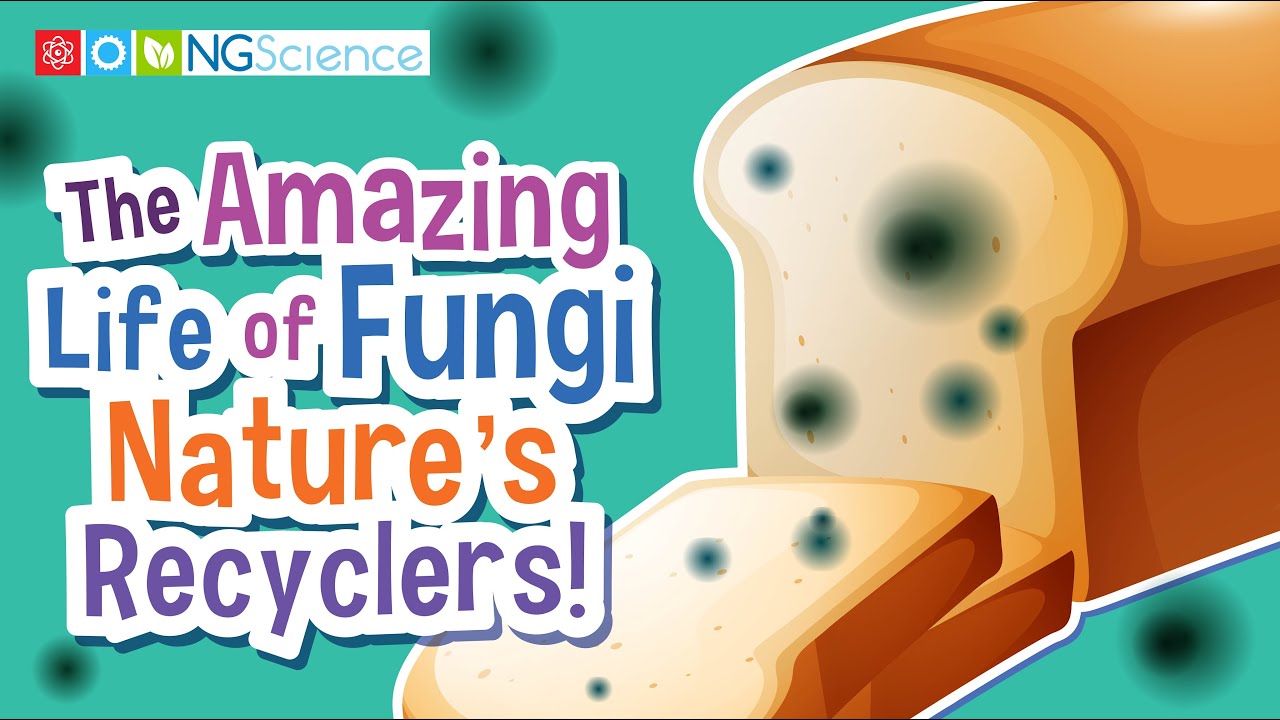 The Amazing Life of Fungi – Nature's Recyclers!