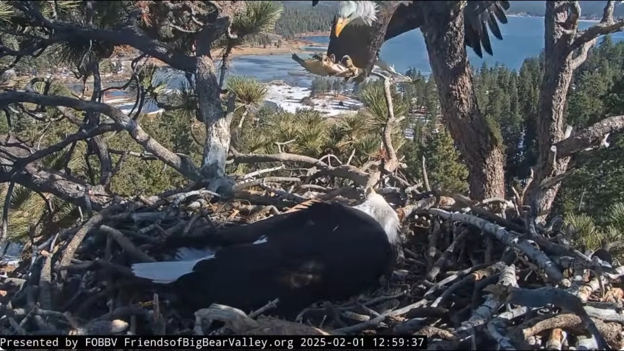 @FOBBVCAM Shadow brings three fish to Jackie 01.02.2025