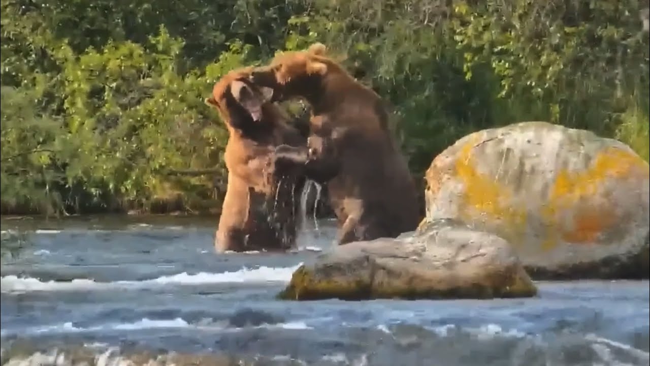 Katmai Bears 7-21-25.  Bear #32 Chunk & 