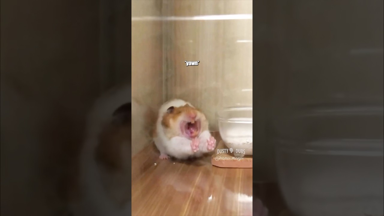 🐹Миланта 🎥: @hamu_manju BEST OF 2024🏅#shorts