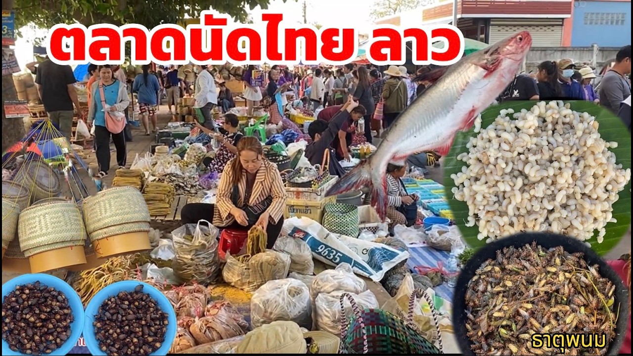 ไข่มดแดง ปลาน้ำโขง ของป่า บรรยากาศตลาดนัดไทยลาว 23 กพ 2569 #ตลาดนัดไทยลาว #ตลาดลาว
