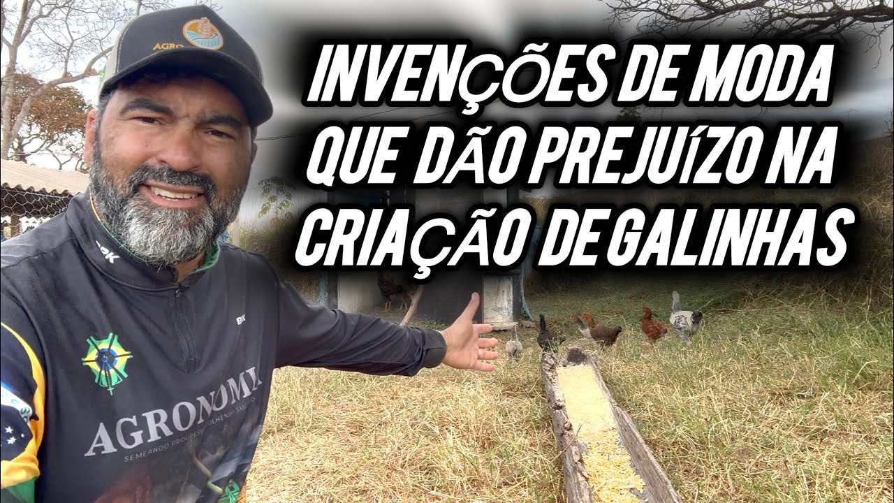 OS 05 ERROS QUE DÃO PREJUÍZO NA CRIAÇÃO DE GALINHAS 