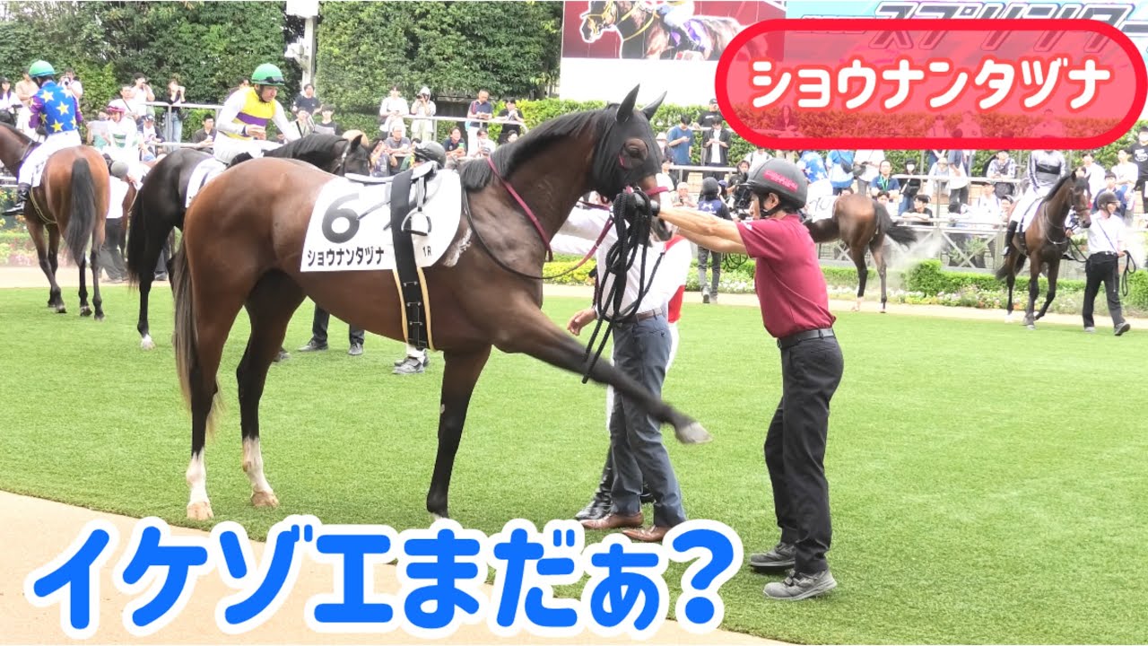 池添騎手まだぁ？の前掻きが段々力強くなっていくショウナンタヅナ