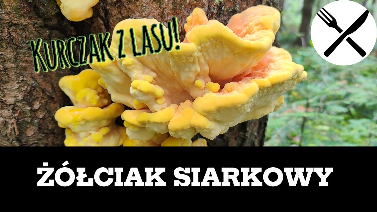Żółciak siarkowy - Kurczak z lasu!
