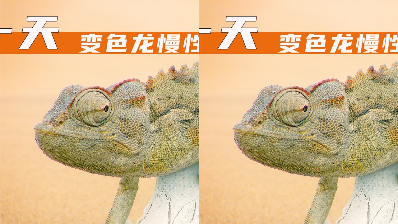 慢性子變色龍逼瘋甲蟲，送到嘴邊都不吃，就要自己抓…太神奇了！ 