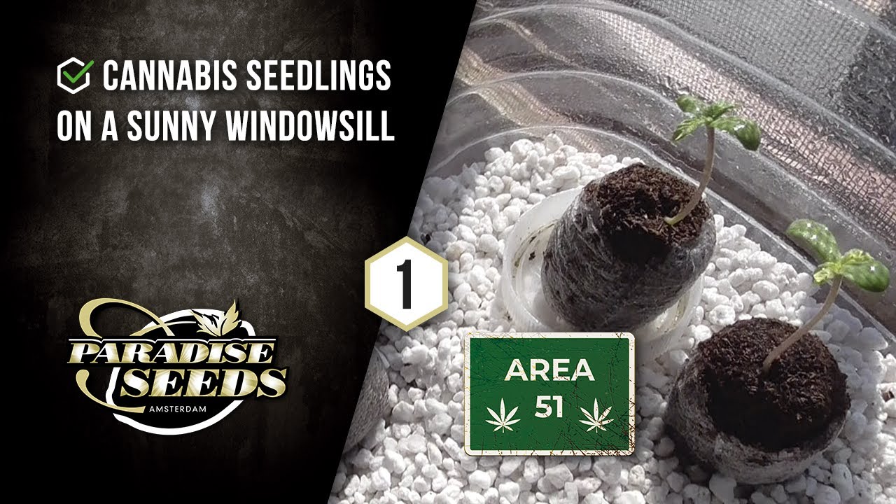 AREA 51 AUTOFLOWERING CANNABIS TEST SITE EP#1  STARTING SEEDLINGS