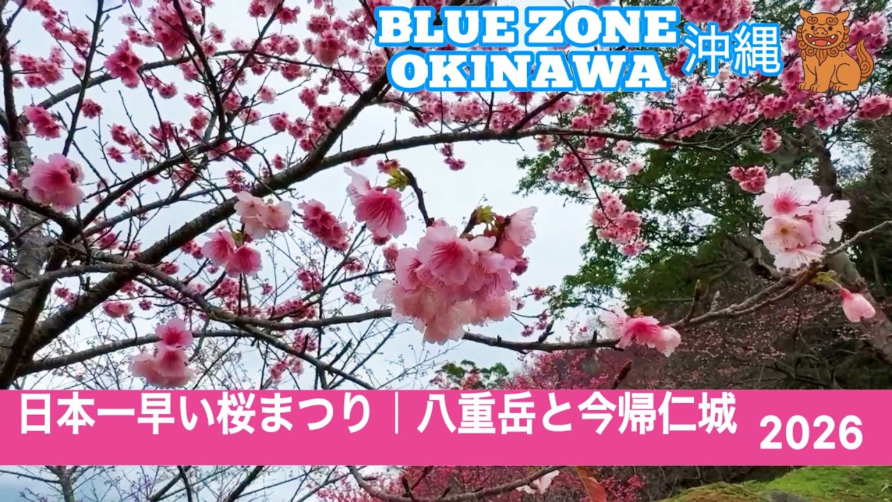 日本一早い桜まつり 2026｜八重岳と今帰仁城 in 沖縄