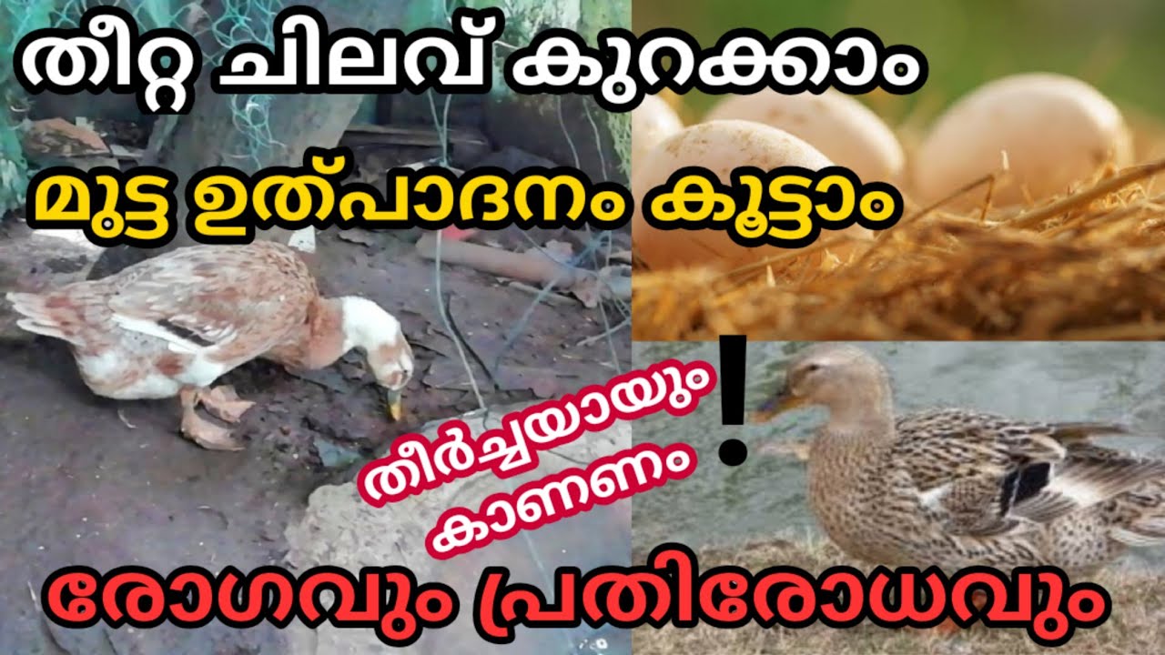 വീട്ടു മുറ്റത്ത് ഒരു താറാവ് കൃഷി PART 4 | tharavu valarthal malayalam | Duck farm in my house