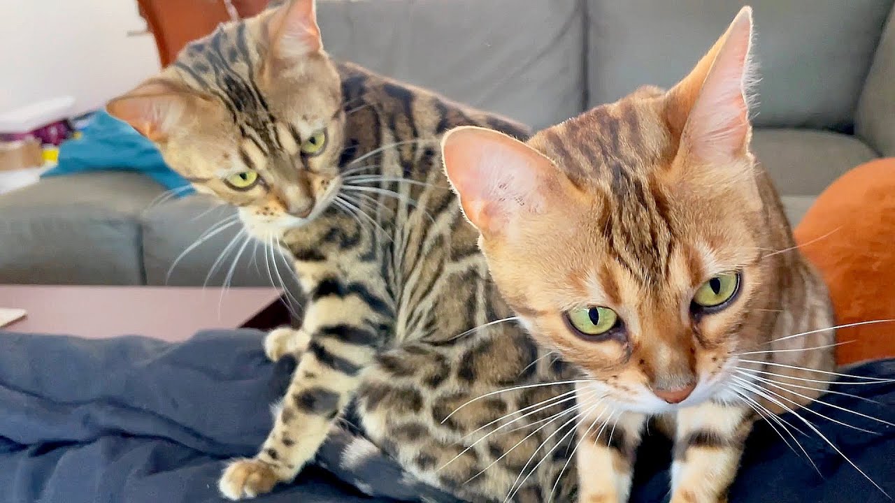 Daughter Sunshine and Mother Dreamcatcher Are so happy togheter and Give sweet Purrs and Meows