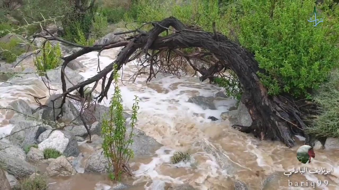 لبيه يابارق الخضراء زارع البارقي🎤