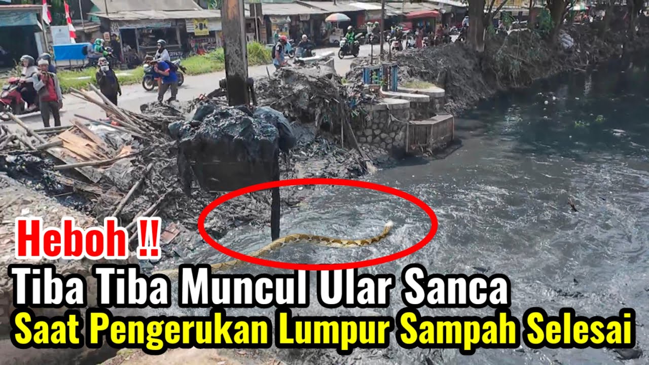 Heboh‼️Muncul Ular Sanca Saat Pengerukan Lumpur Sampah Sudah Selesai