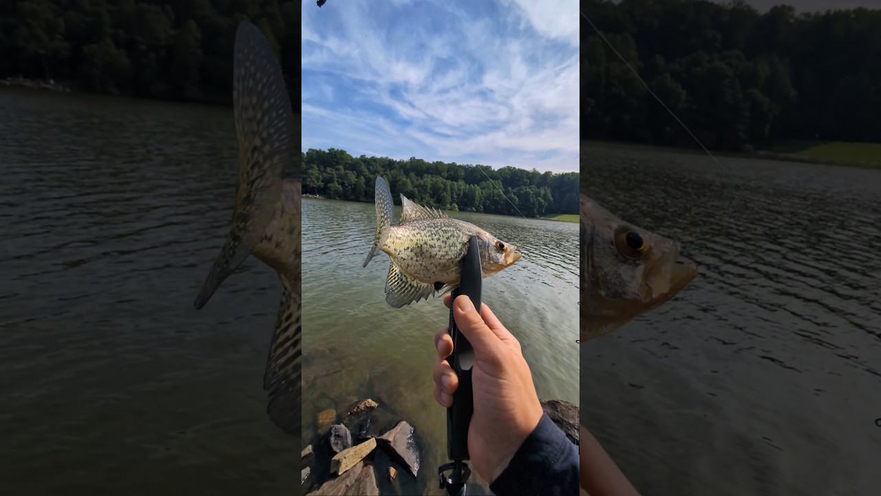 Catching a Crappie with Z-Man Micro Goat Soft Plastic fishing lure #fishing