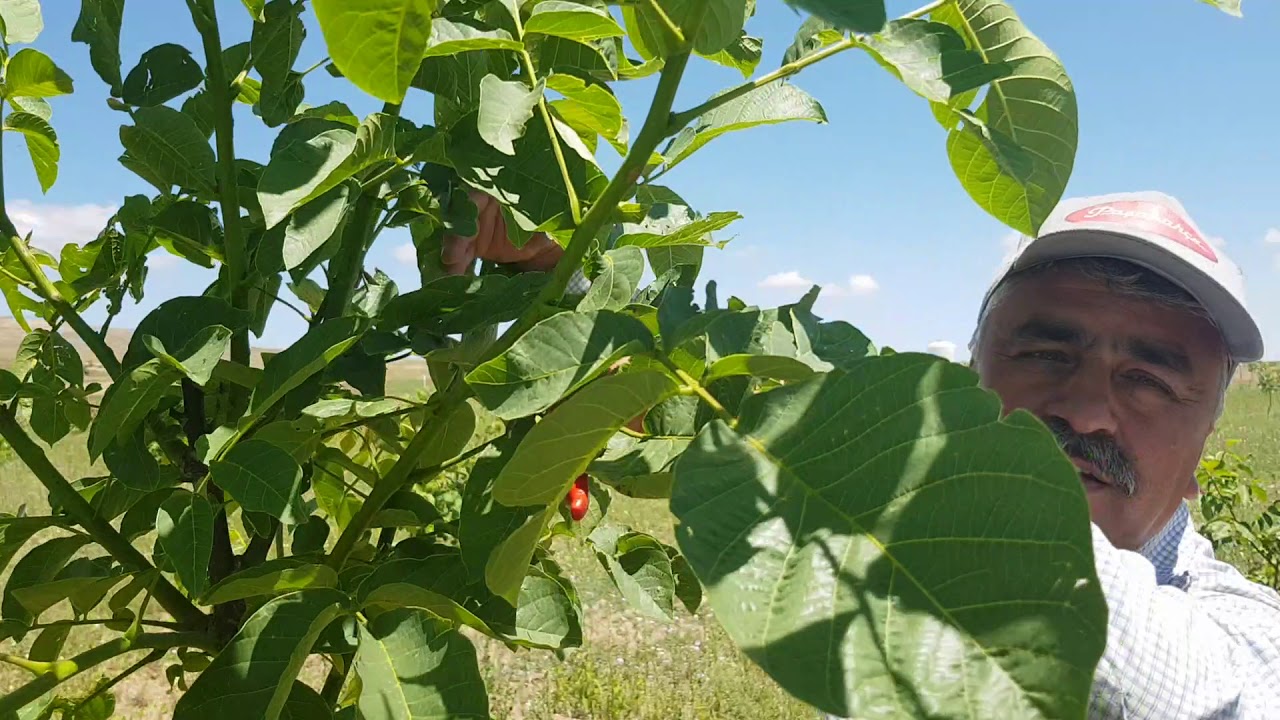 CEVİZ  BAHÇESİ  YAZ  BUDAMASI  NASIL  YAPILIR? (0535 666 0880)