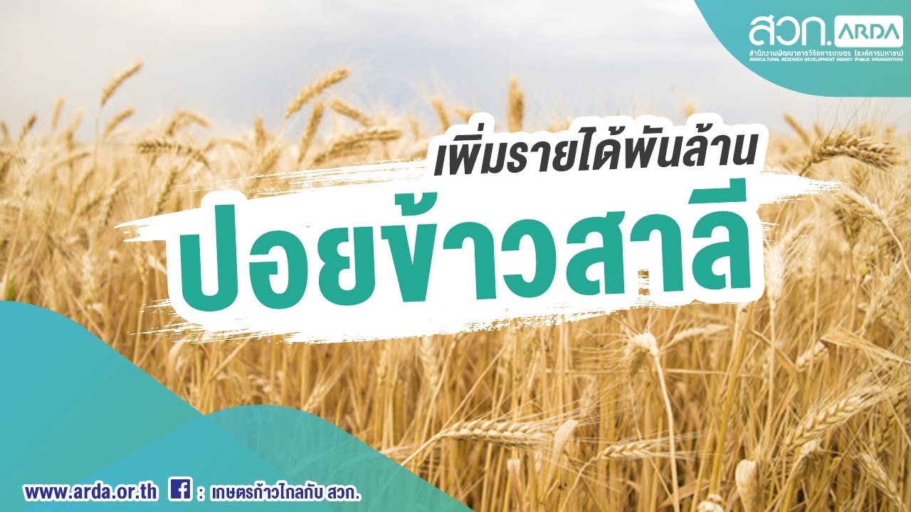 เพิ่มรายได้พันล้าน ให้กับเกษตรกร ปอยข้าวสาลี | ARDA Talk | สวก.