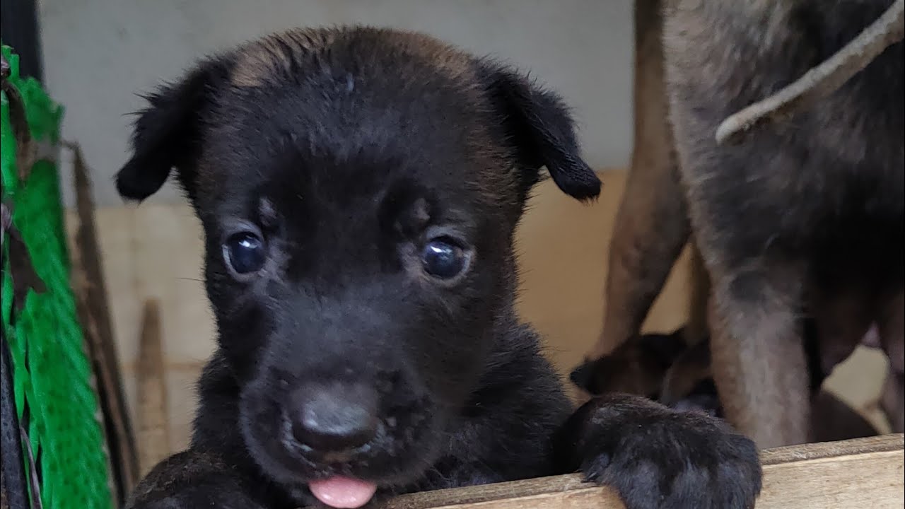 Malinois Puppy - Miss You!