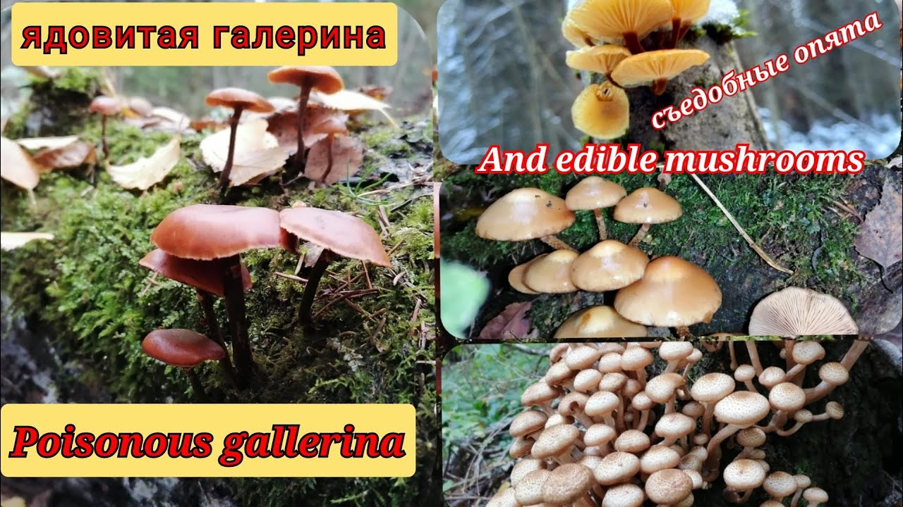 🍄Как отличить ядовитую галерину от съедобных  опят Poisonous galley bordered and edible mushrooms