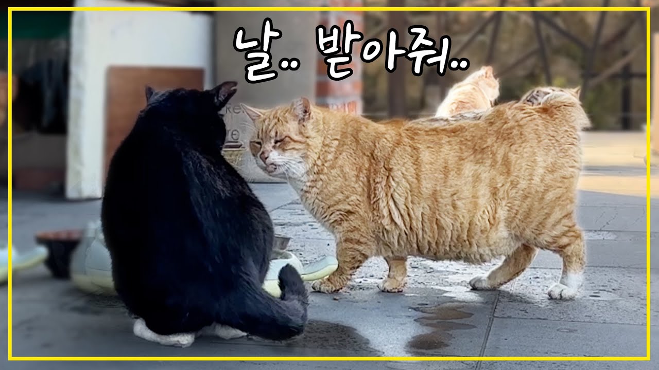 망덕이를 닮은 노란 대장고양이, 눈물겨운 노력 끝에 마당냥이들과 친해졌습니다