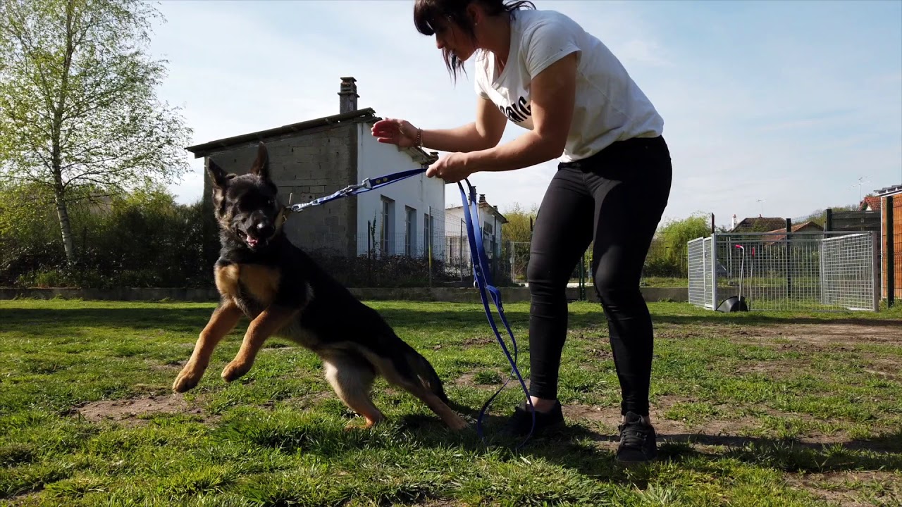 Chiot BERGER ALLEMAND / SENSIBILITÉ ET EXCESSIVITÉ / SYM DOG RÉGION CENTRE