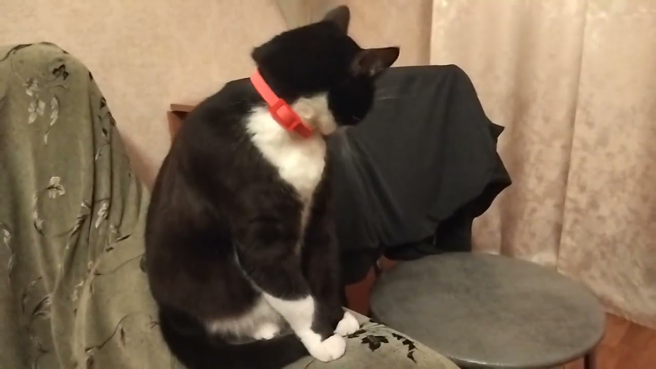 Cat Lisa Makes Herself Beautiful