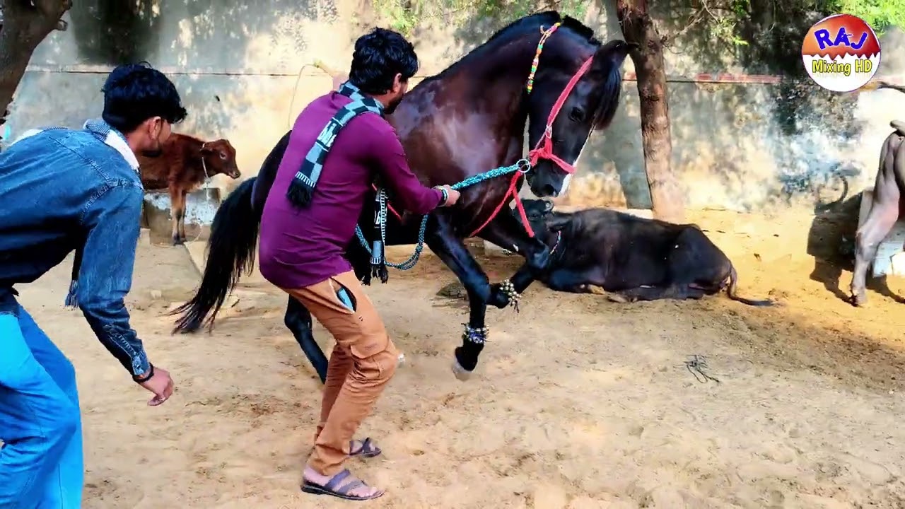 New Rajasthani Ghodi Dance 2026 !! New Horse Dance 2026 !! #horse_dance_2026 #viralvideo #dance 