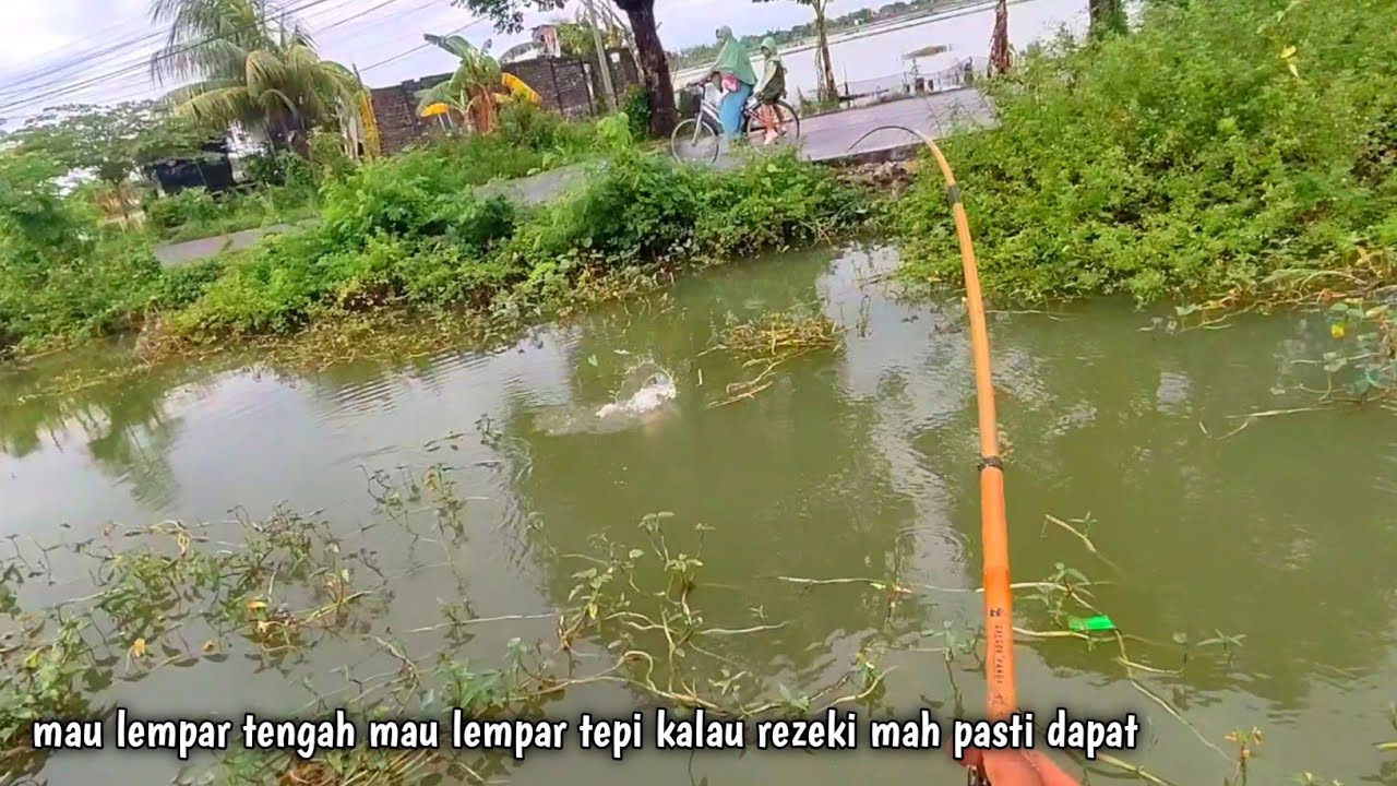 Tidak ada warna hitam‼️pagi ini ikan mas warna merah semua