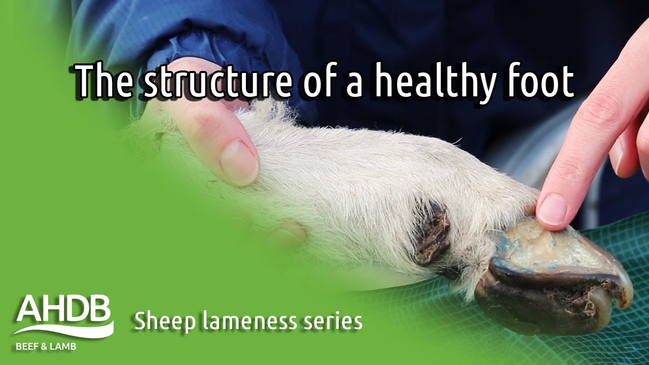 The structure of a healthy foot - Sheep Lameness series
