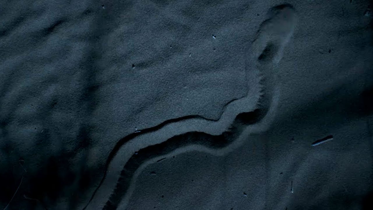 The Blind Assassin of the Desert | Planet Earth II | BBC Earth